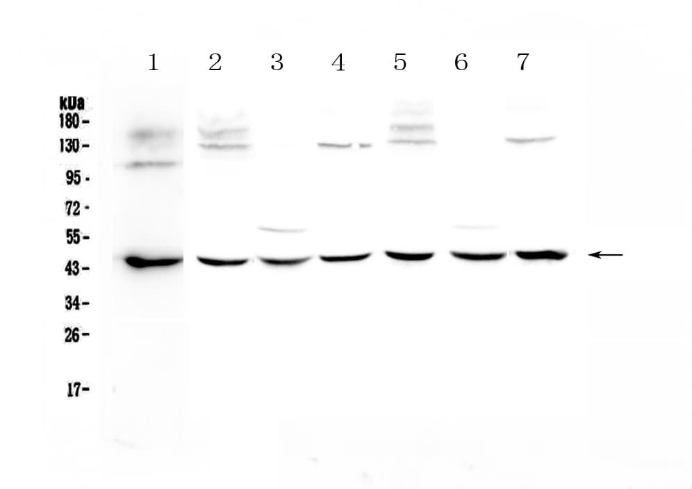 Polyclonal Rabbit anti-Human WWOX Antibody (IHC, WB)