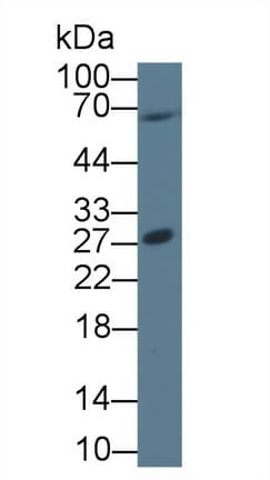 Securin / PTTG1 Antibody (aa2-202, APC)