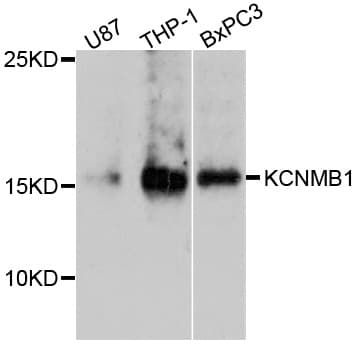 KCNMB1 Antibody