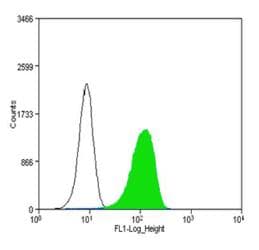 PECAM-1 / CD31 Antibody (clone MEC 7.46)