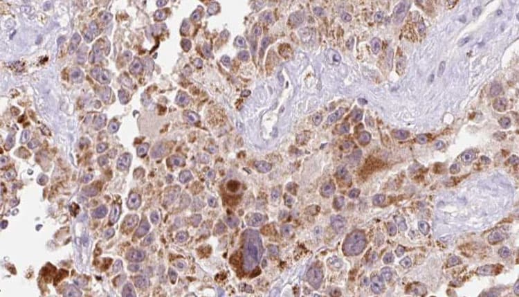 EGFL7 Antibody