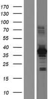HOMER2 / Homer 2 Protein (Over-Expression Lysate Myc-DDK (Flag))