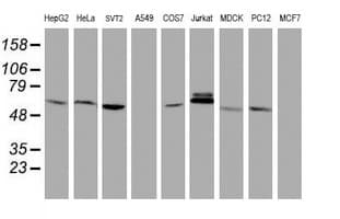 TIMP2 Antibody (clone OTI1A6, Carrier-free)