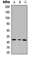 INHBB / Inhibin Beta B Antibody (C-Terminus)