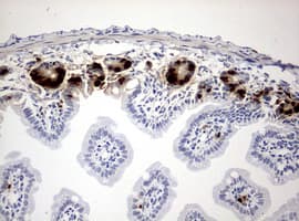 BrdU Antibody (clone 4H10)