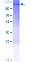 Human Cullin 4A / CUL4A Protein (Recombinant GST)