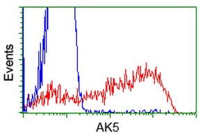 AK5 / Adenylate Kinase 5 Antibody (clone OTI2D3)