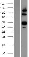 ARP5 / ANGPTL6 Protein (Over-Expression Lysate Myc-DDK (Flag))