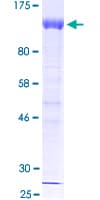 Human HIF1A / HIF1 Alpha Protein (Recombinant GST)