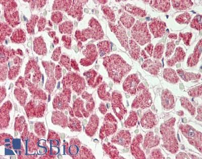 Polyclonal Rabbit anti-Mouse RPS12 / Ribosomal Protein S12 Antibody (C-Terminus, IHC, WB)