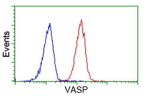 IHC-plus™ VASP Antibody (clone 4D6)