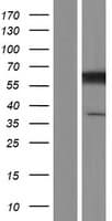 CCT3 Protein (Over-Expression Lysate Myc-DDK (Flag))