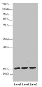 NDUFA12 / B17.2 Antibody