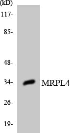 MRPL4 / MRP-L4 Antibody (aa72-121)