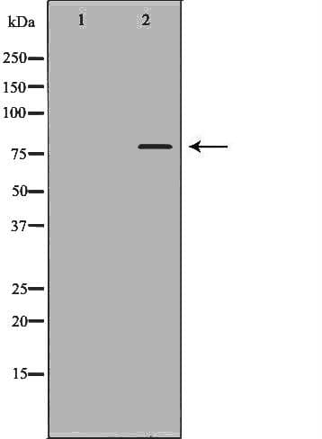 ABCG8 Antibody