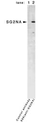 Monoclonal Mouse anti-Human STRN3 Antibody (clone S68, Internal, IF, WB)