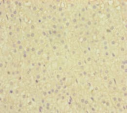 NAA25 Antibody