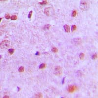 NFYA Antibody (C-Terminus)