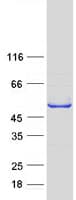 Human ZMYND10 Protein (Recombinant Myc-DDK (Flag))