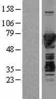 MSN / Moesin Protein (Over-Expression Lysate Myc-DDK (Flag))