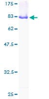 Human PXK Protein (Recombinant GST)