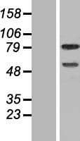 DEF6 Protein (Over-Expression Lysate Myc-DDK (Flag))