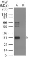Influenza A Virus Nucleoprotein Antibody (aa58-77)