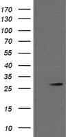 KLK8 / Kallikrein 8 Antibody (clone OTI8F2, Carrier-free)