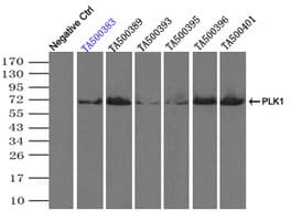 Monoclonal Mouse anti-Human PLK1 / PLK-1 Antibody (clone OTI3F12, IHC, WB)