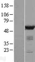 CAMK2D / CaMKII Delta Protein (Over-Expression Lysate Myc-DDK (Flag))