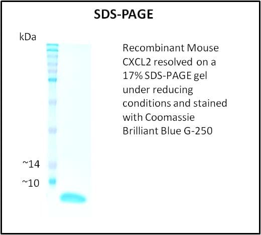 Mouse MIP2 / GRO2 / CXCL2 Protein (Recombinant)
