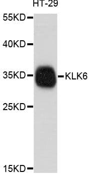 KLK6 / Kallikrein 6 Antibody