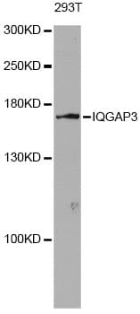 IQGAP3 Antibody