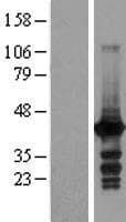 MRI1 Protein (Over-Expression Lysate Myc-DDK (Flag))