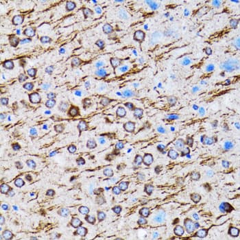 MAP1LC3A / LC3A Antibody