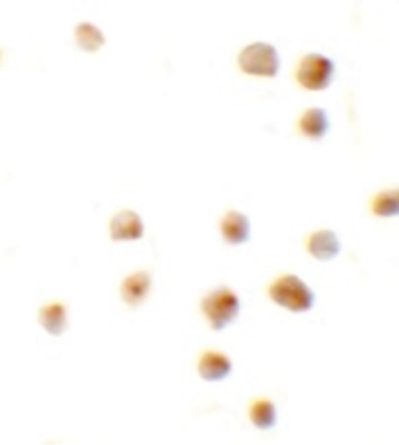 IHC-plus™ EZH2 Antibody