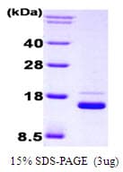 Human IRF1 / MAR Protein (Recombinant His)