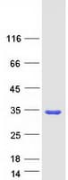 Human SCAND1 Protein (Recombinant Myc-DDK (Flag))