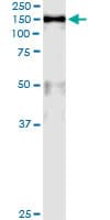 Monoclonal Mouse anti-Human MCM2 Antibody (clone 6A8, IF, WB)