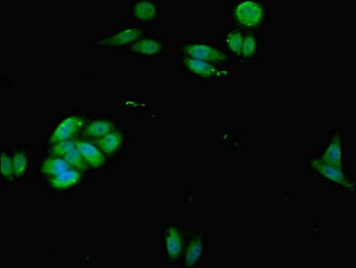 Polyclonal Rabbit anti-Human ACTB / Beta Actin Antibody (WB)