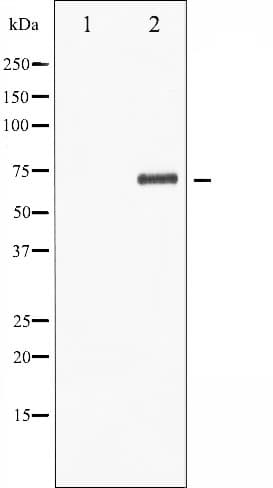 LIMK1 / LIMK Antibody (phospho-Thr508)