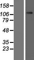 OGT / O-GLCNAC Protein (Over-Expression Lysate Myc-DDK (Flag))
