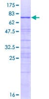 Human BXDC5 / RPF1 Protein (Recombinant GST)