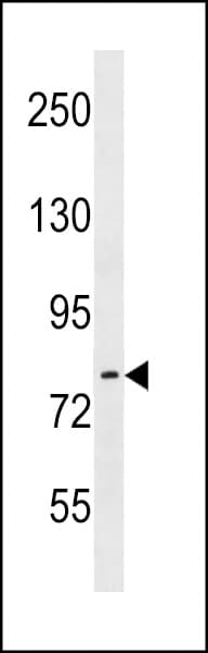 ARHGEF33 Antibody (aa753-780)