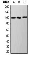 Polyclonal Rabbit anti-Human AHR Antibody (phospho-Ser36, IHC, WB)