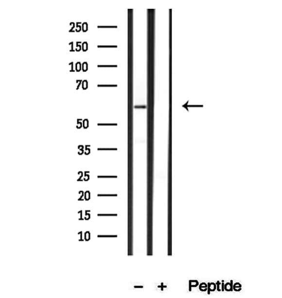 SRP68 Antibody