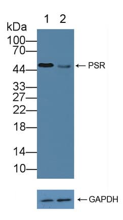 JMJD6 / PSR Antibody (aa1-334)