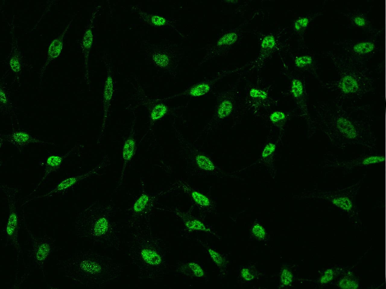 PQBP1 Antibody