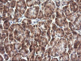 IL1F9 Antibody (clone OTI6E4, Carrier-free)