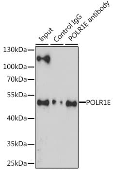 POLR1E Antibody